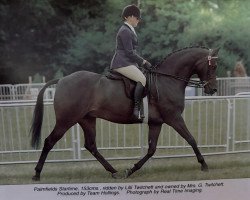 Pferd Palmfields Star Time (Welsh Partbred, 1998, von Small-land Maytino)