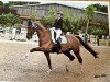 dressage horse Visavis Chocolat (KWPN (Royal Dutch Sporthorse), 2008, from Vitens)