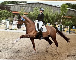 dressage horse Visavis Chocolat (KWPN (Royal Dutch Sporthorse), 2008, from Vitens)