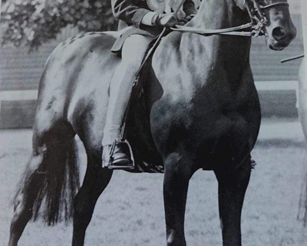 horse Randles Penny Black (British Riding Pony,  , from Basford Elegant)