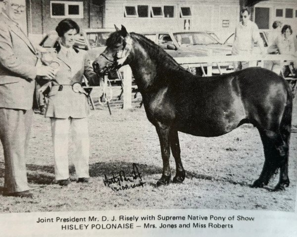 broodmare Hisley Polonaise (Dartmoor Pony,  , from Hisley Woodcock)