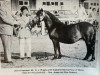 Zuchtstute Hisley Polonaise (Dartmoor-Pony,  , von Hisley Woodcock)