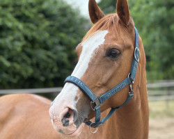 dressage horse Silvia (Nederlands Rijpaarden en Pony, 2010, from Sir Sarkozy)