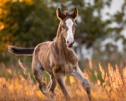 Pferd Grayson great Spirit LH (Otto) (Hannoveraner, 2023, von Grey Butt)