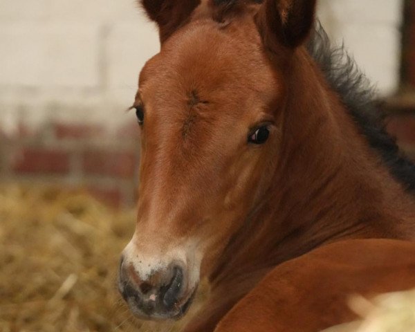 Fohlen von Unconditional Love (Holsteiner, 2024, von Uriko)