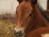 foal by Unconditional Love (Holsteiner, 2024, from Uriko)