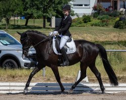 dressage horse Divinita K (Oldenburg, 2013, from Imhotep)