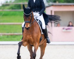 dressage horse Linos 23 (Holsteiner, 2007, from Limbus)