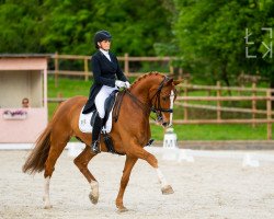 dressage horse D'iamo (Oldenburg, 2012, from De Niro)