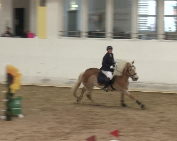 Reitturnier Stadl-Paura 2024