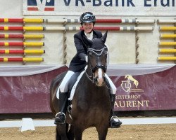 dressage horse Danzarina 6 (Hanoverian, 2015, from Danciano)