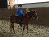 dressage horse Victoria's Fritzi (Welsh-Pony (Section B), 2013)