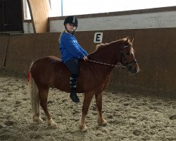 dressage horse Victoria's Fritzi (Welsh-Pony (Section B), 2013)