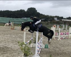 jumper Coco Chanel 302 (Deutsches Reitpony, 2016, from Don Mour)