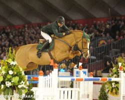 stallion Ohio van de Padenborre (Belgian Warmblood, 1992, from Quidam de Revel)