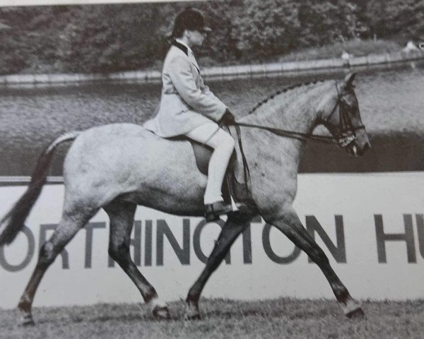 Pferd Mynach Butterfly (Welsh Pony (Sek.B), 1983, von Mynach Hawk Moth)