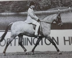 horse Mynach Butterfly (Welsh-Pony (Section B), 1983, from Mynach Hawk Moth)