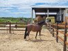 dressage horse King Casanova (German Riding Pony, 2012, from King of Dance)