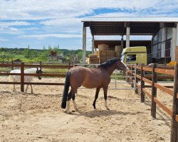 dressage horse King Casanova (German Riding Pony, 2012, from King of Dance)