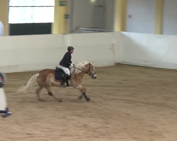 Reitturnier Stadl-Paura 2024