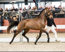 Pferd Heihoeve's Chopin (New-Forest-Pony, 2021, von The Mickle's Moxie)