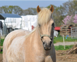 horse Hillbilly Candyfloss (New Forest Pony,  , from Woodfidley Saint George)