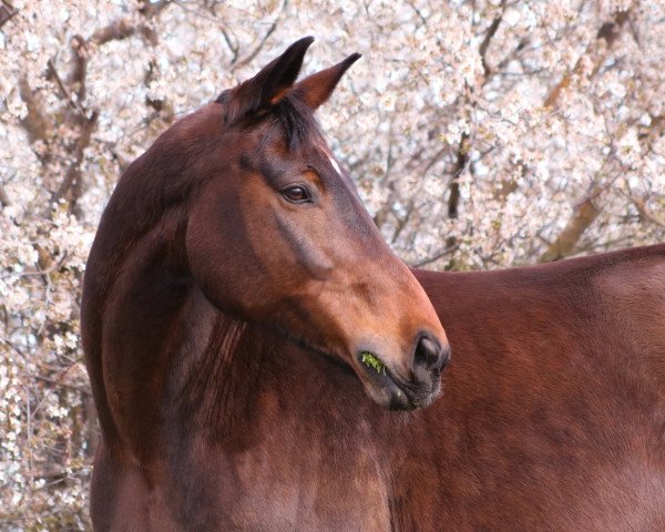 Pferd Linebacker 2 (Mecklenburger, 2010, von Lancado)