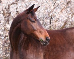 horse Linebacker 2 (Mecklenburg, 2010, from Lancado)