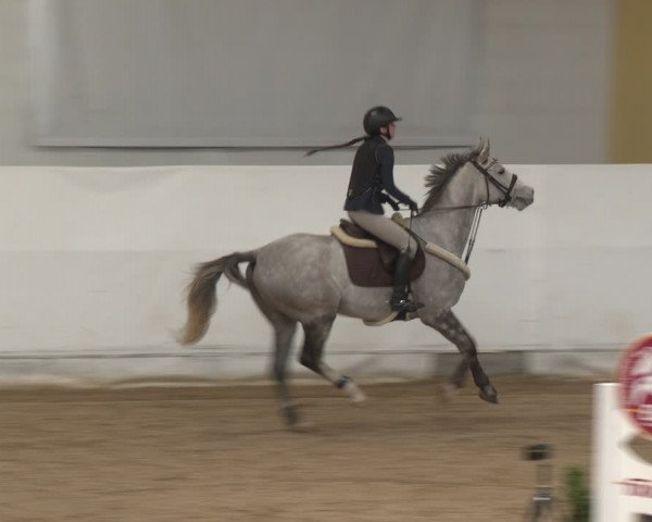 Reitturnier Stadl-Paura 2024
