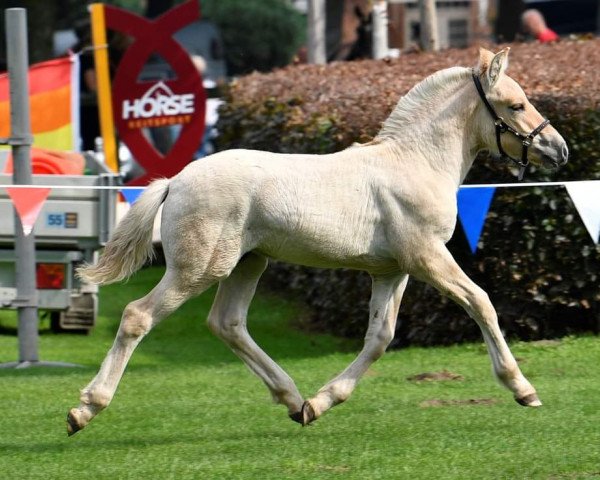 horse Ingold (Fjord Horse, 2023, from Inesco)