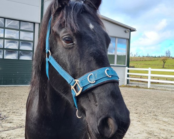 horse Midnight Mogli (Friesian-Mix, 2017)