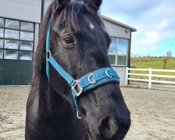 horse Midnight Mogli (Friesian-Mix, 2017)