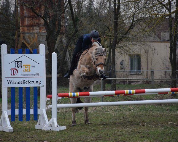 stallion Stoffel (Fjord Horse, 2015, from Sjölv)