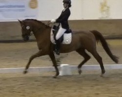 dressage horse Sir Franz G (Oldenburg, 2014, from Sir Donnerhall I)