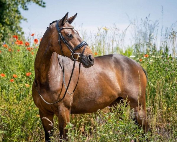 broodmare Lemony 7 (Hanoverian, 2013, from Lemony's Nicket)