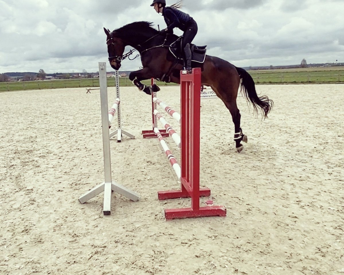 jumper Lord Lauries 3 (Hanoverian, 2007, from Lauries Crusador xx)