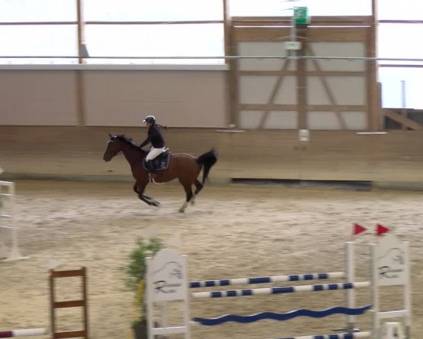 Reitturnier Schaffhausen 2024