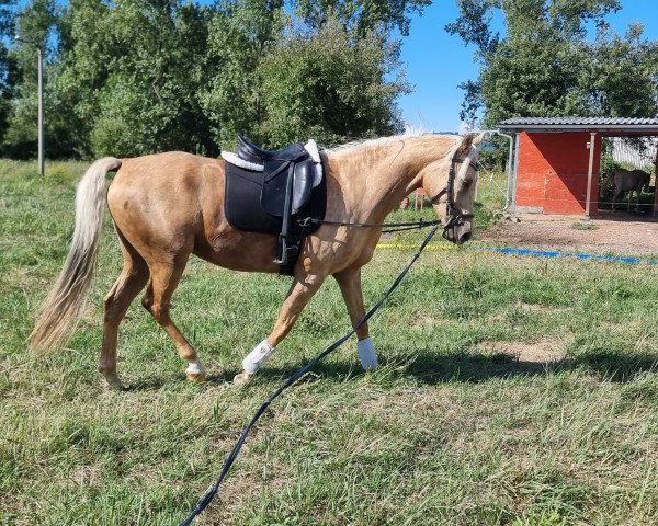 Pferd Cinige (Ungarisches Warmblut, 2017, von Rubint)