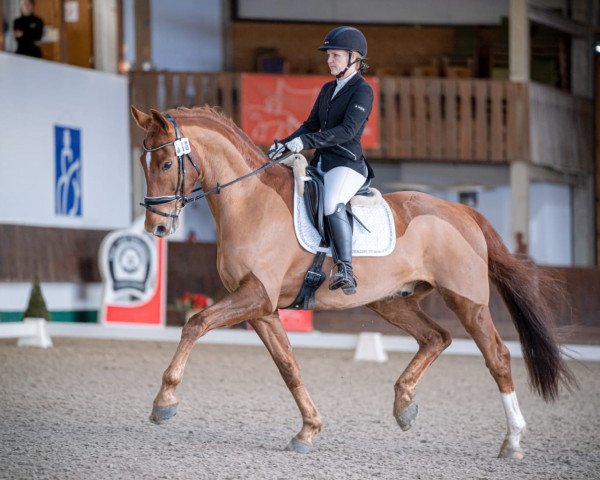 dressage horse Superbursche (Westphalian, 2015, from Sir Heinrich OLD)
