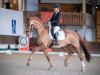 dressage horse Superbursche (Westphalian, 2015, from Sir Heinrich OLD)