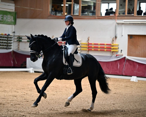 Dressurpferd Pamina 485 (Deutsches Sportpferd, 2015, von Cassitano)