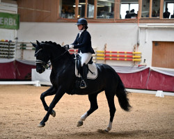 dressage horse Pamina 485 (German Sport Horse, 2015, from Cassitano)