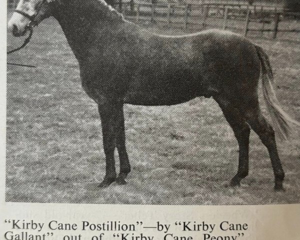 stallion Postillion (Welsh-Pony (Section B), 1968, from Kirby Cane Gallant)