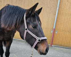 dressage horse Vintage Rose (German Sport Horse, 2021, from DSP VA Bene)