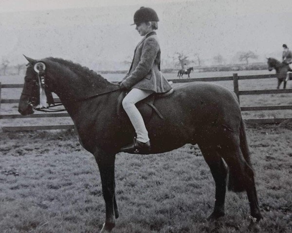 stallion Cedarfarm Star Attraction (Welsh Partbred, 1982, from Burstye Poseidon)