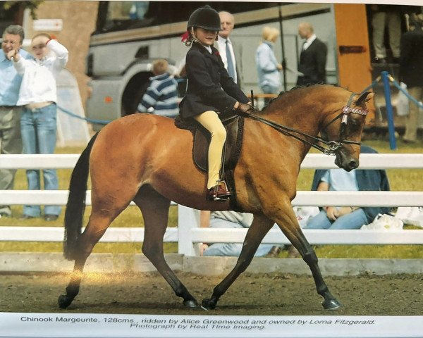 Pferd Chinook Marguerite (Welsh Partbred, 1995, von Twylands Prose)