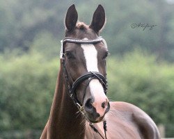 broodmare Babylonstoren (Westphalian, 2017, from Callaho's Benicio)