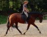 dressage horse Alisha 109 (Zweibrücken, 2009, from Don Maestro)