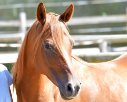 horse Mona Lisa CS OX (Arabian thoroughbred, 2013, from Damaskus ox)