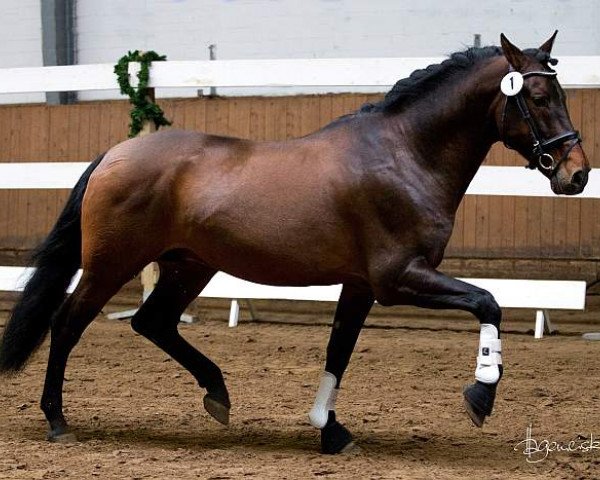 stallion Enhamorado (Pura Raza Espanola (PRE), 2003)